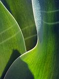Tulip Leaves_DSCF04147